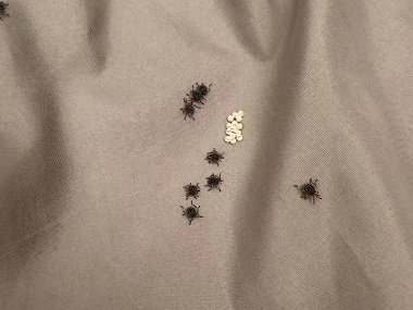 沙埔虫害防控所床垫长虫子怎么处理