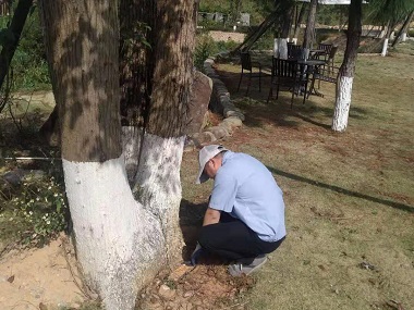 镇龙白蚁防治中心白蚁对香樟的危害及防治