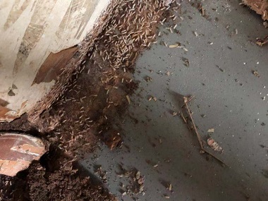 中新灭白蚁机构房屋建筑治白蚁的对策
