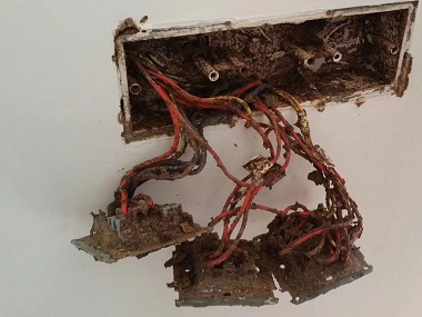 小楼白蚁预防所白蚁危害主要呈现的特性是什么