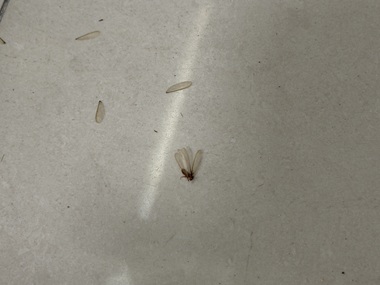 镇龙白蚁预防中心飞白蚁具体长什么样？（快速辨别）